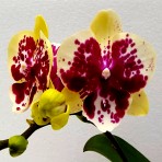 Phalaenopsis Lianher Lucky Cat  B S